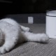 Xiaomi Smart Pet Fountain - Диспенсър за вода куче и котка