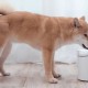 Xiaomi Smart Pet Fountain - Диспенсър за вода куче и котка